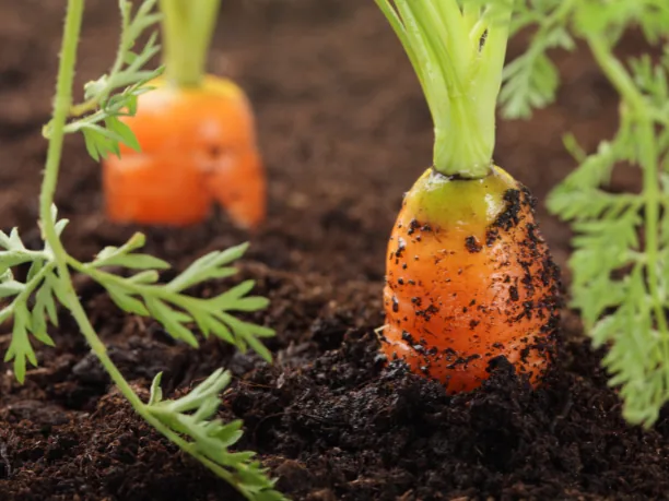 Big bag biologische moestuingrond - Gratis thuisbezorgd
