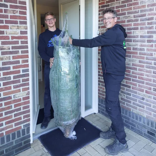 Echte kerstboom - Nordmann - 125-150 cm - met kluit (foto 3)
