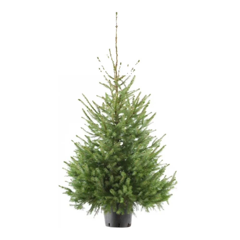 Echte kerstboom in pot Picea omorika 125-150 cm