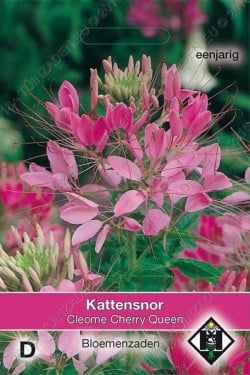 Kattensnor 'Cherry Queen"