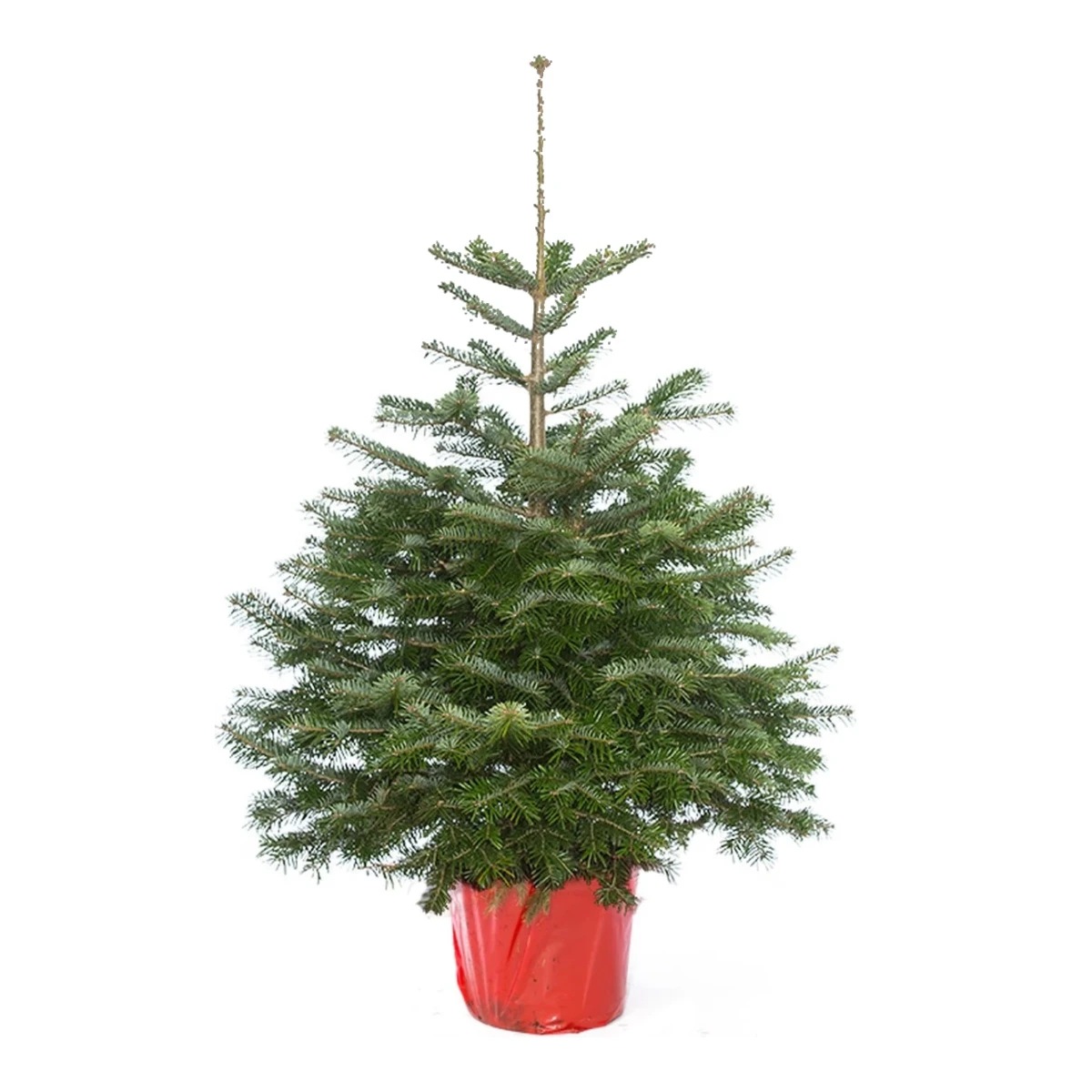 Echte kerstboom Nordmann 175-200 cm in pot