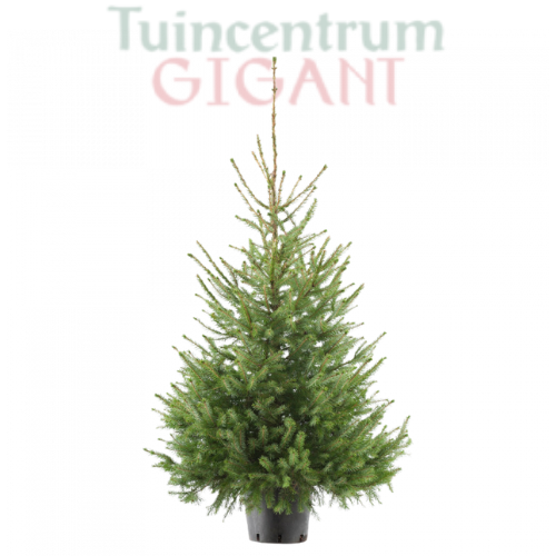 Echte kerstboom in pot 150-175cm 'Picea Omorika'