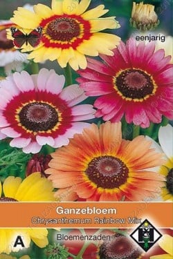 Ganzebloem 'Rainbow Mix'