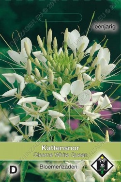 Kattensnor 'White Queen'