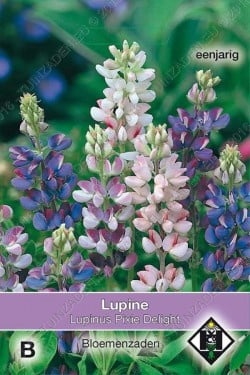 Lupine 'Pixie Delight'