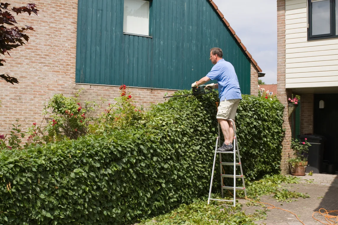 Beukenhaag