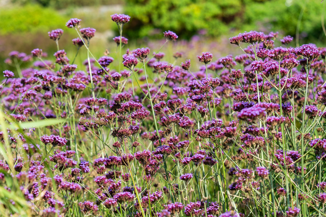 verbena-snoeien-1