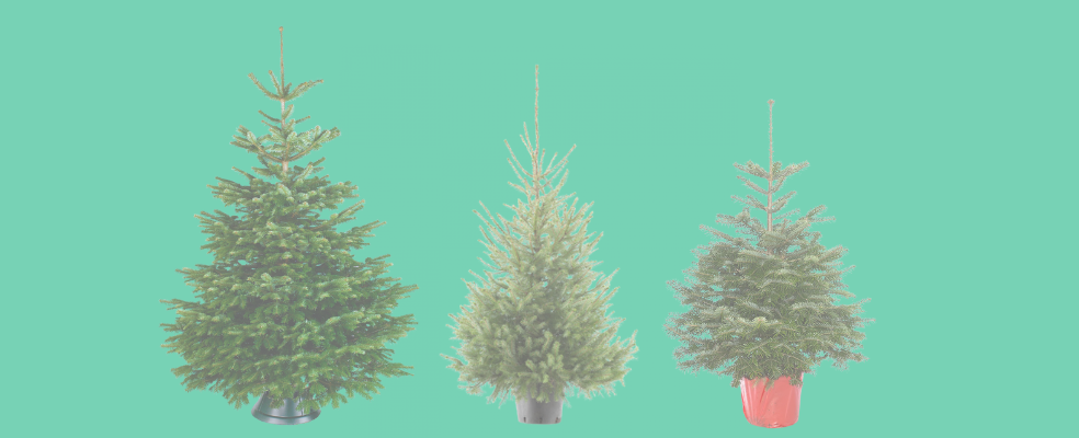 Echte kerstbomen categorie foto (1)