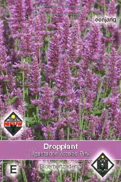 Dropplant Paarsroze