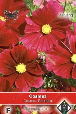 Cosmos 'Rubenza'